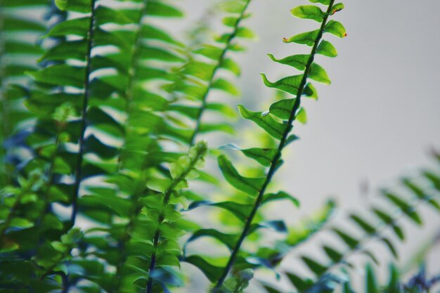 Foto primer plano de una planta verde fresca