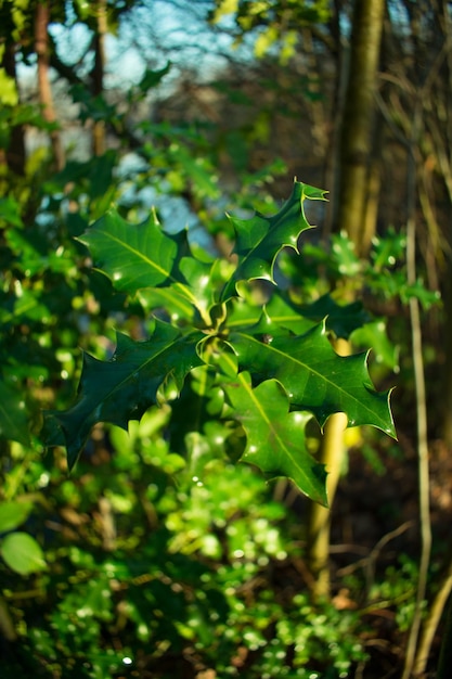 Foto primer plano de una planta verde fresca