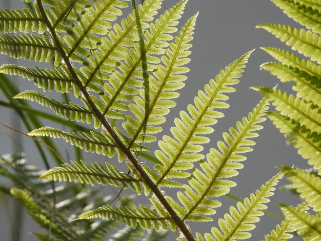 Foto primer plano de una planta verde fresca