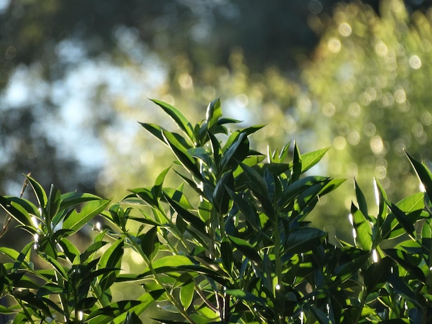 Foto primer plano de una planta verde fresca