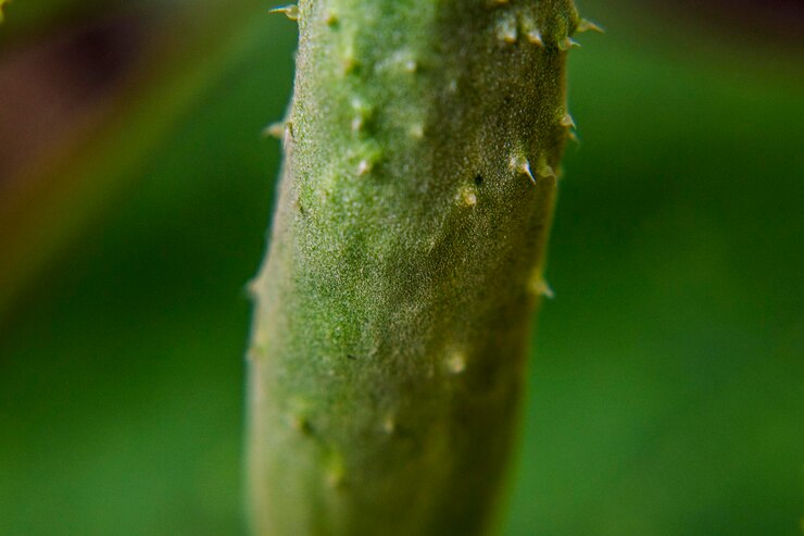 Foto primer plano de una planta verde fresca
