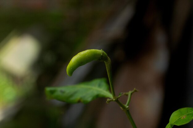 Foto primer plano de una planta verde fresca