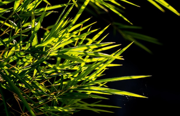 Foto primer plano de una planta verde fresca