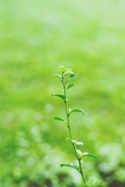 Primer plano de una planta verde fresca