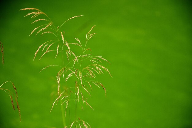 Foto primer plano de una planta verde fresca