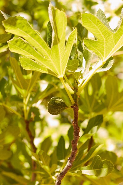 Foto primer plano de una planta verde fresca