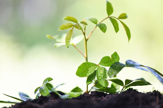 Primer plano de una planta verde fresca