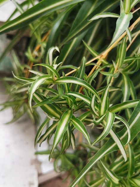 Foto primer plano de una planta verde fresca