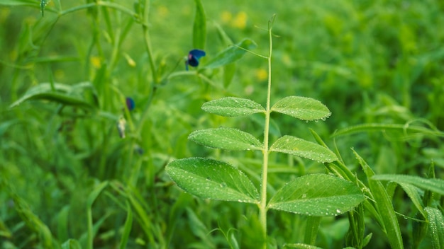 Un primer plano de una planta verde con gotas de agua sobre ella