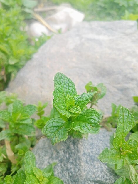 un primer plano de una planta verde con una hoja verde en ella