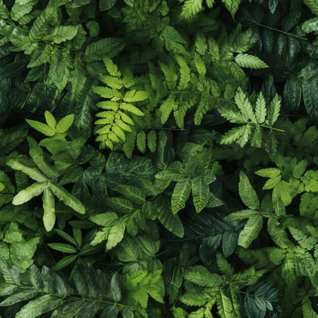 Foto un primer plano de una planta verde con hojas en ella