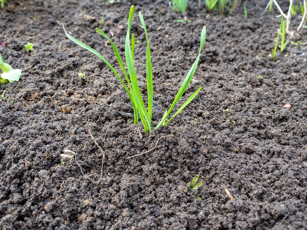 Primer plano de una planta verde joven plantada en el terreno preparado. el suelo está limpio de malas hierbas