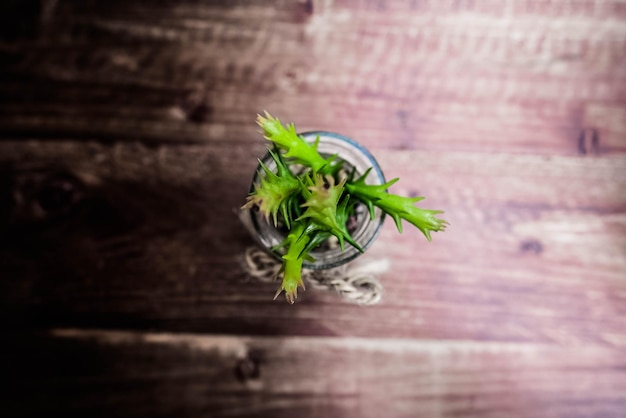 Primer plano de una planta verde en la mesa