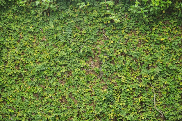 Primer plano de la planta verde en la pared para el fondo texturizado