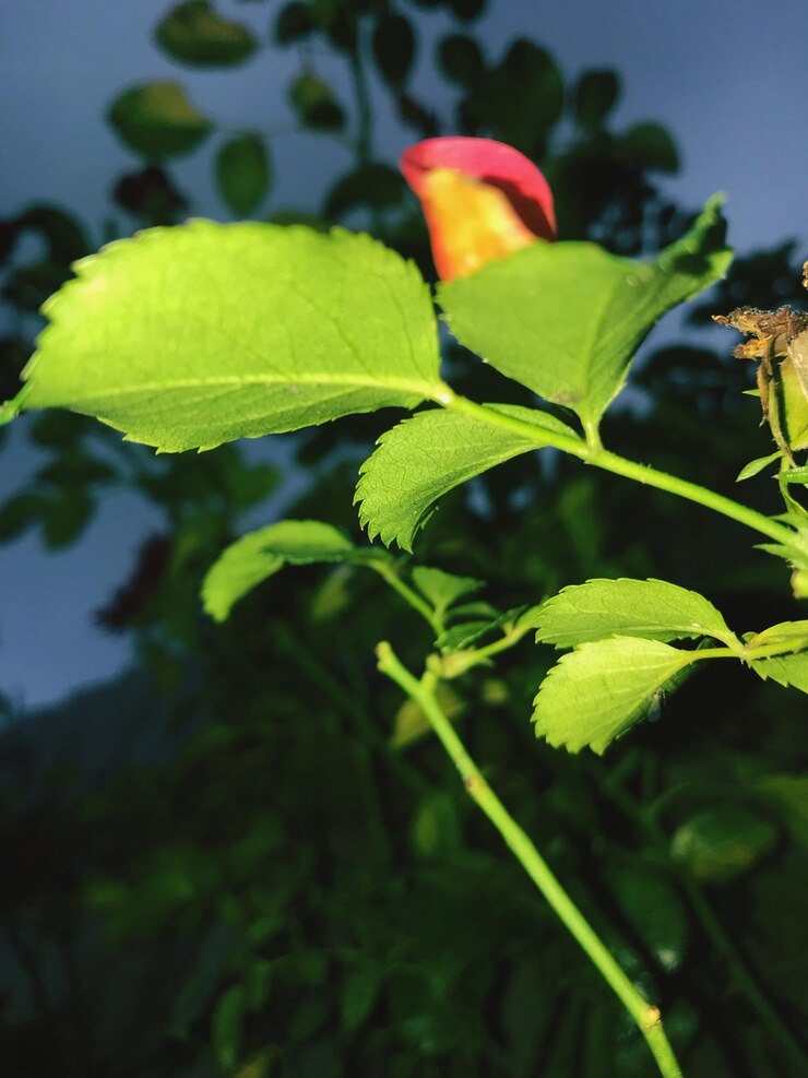 Foto primer plano de la planta verde