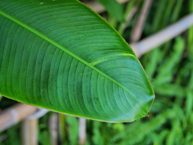 Foto primer plano de la planta verde