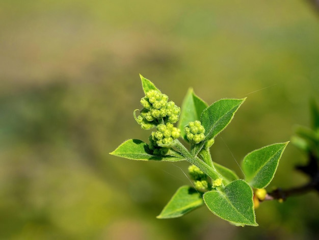 Primer plano de la planta verde