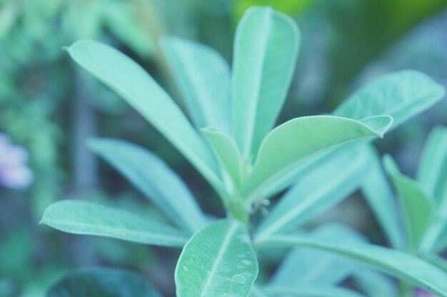 Primer plano de la planta verde