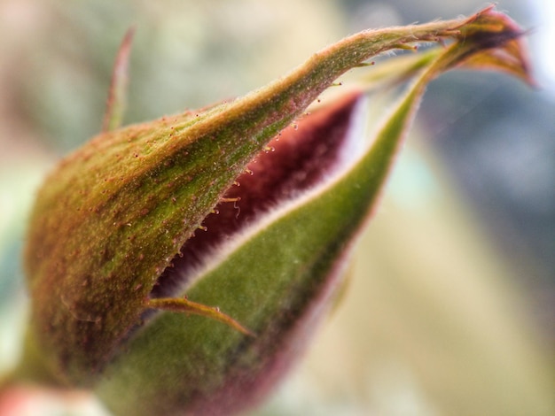 Foto primer plano de la planta verde