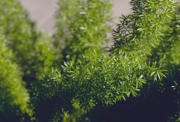 Primer plano de planta verde