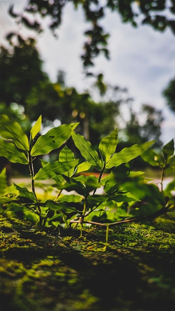 Primer plano de una planta verde