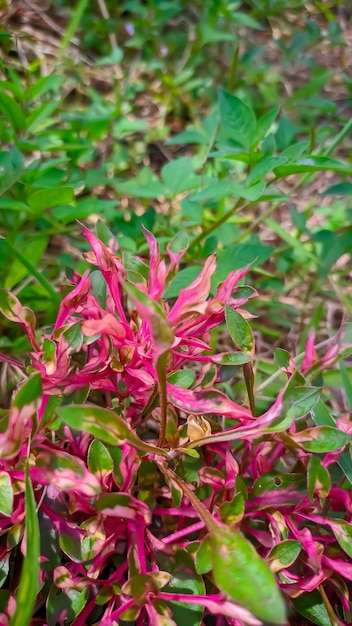 Primer plano de la planta de verdolaga roja o Portulaca oleracea