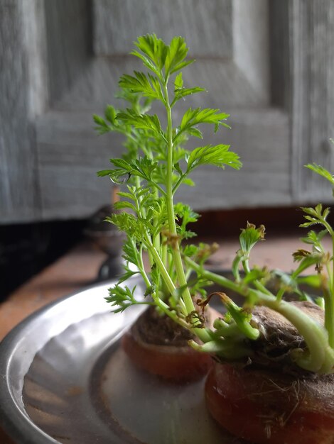 Foto primer plano de la planta de zanahorias