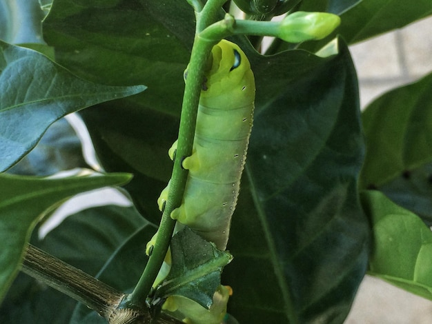 Foto primer plano de la planta