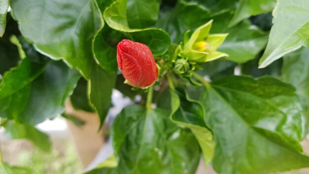 Foto primer plano de la planta