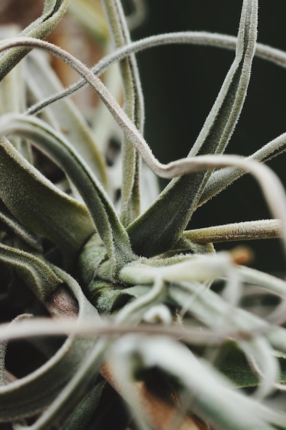 Foto primer plano de la planta