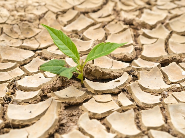 Foto primer plano de la planta