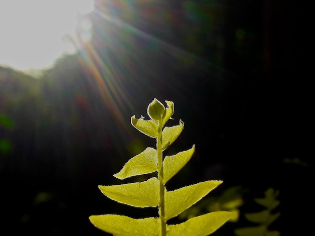 Foto primer plano de la planta