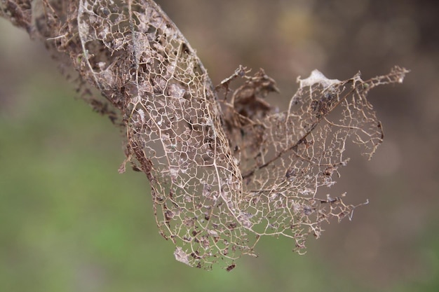 Foto primer plano de la planta