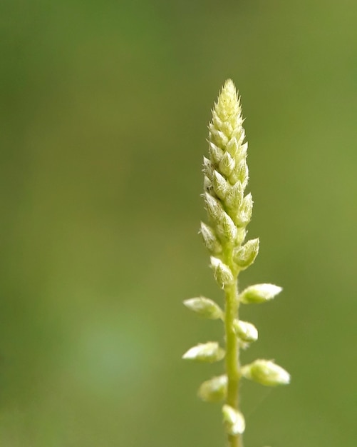 Foto primer plano de la planta