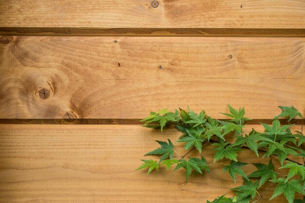 Foto primer plano de la planta