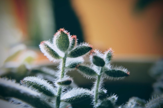 Foto primer plano de la planta