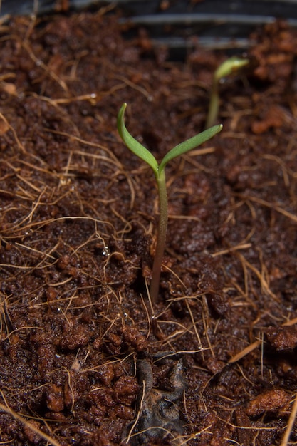 Foto primer plano de la planta