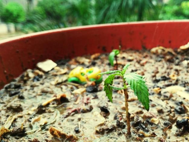 Foto primer plano de la planta