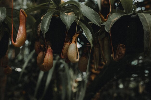 Foto primer plano de la planta