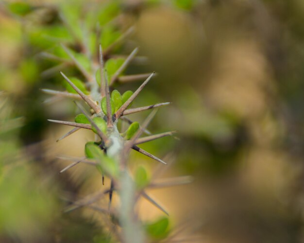 Foto primer plano de la planta