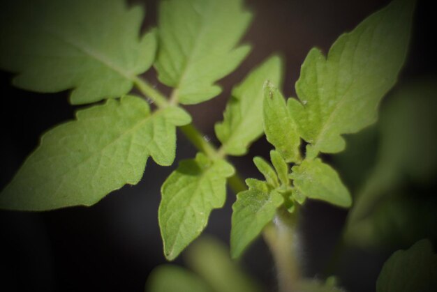 Primer plano de la planta