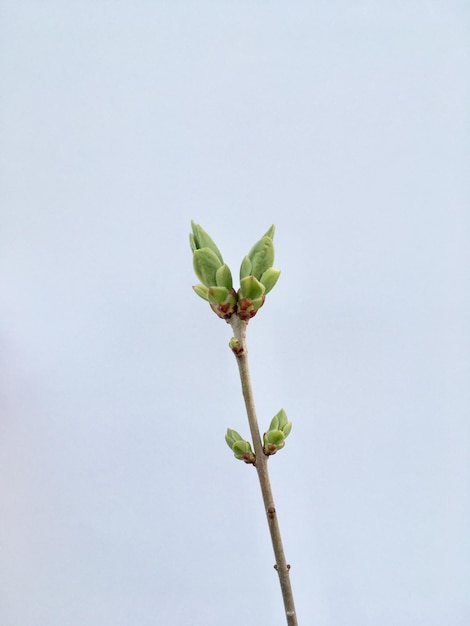 Foto primer plano de la planta