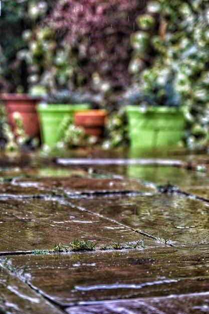 Foto primer plano de la planta