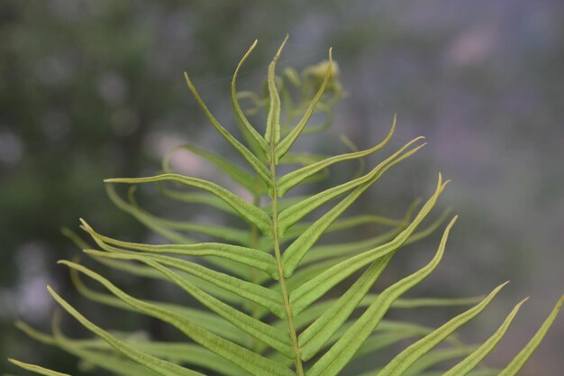 Foto primer plano de la planta