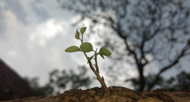 Foto primer plano de la planta