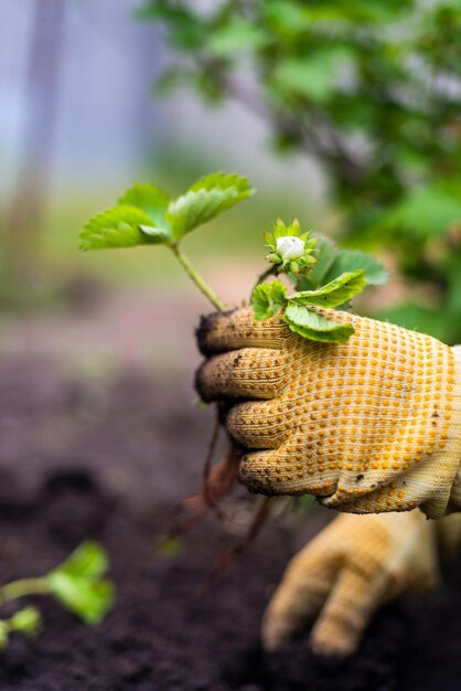 Foto primer plano de la planta