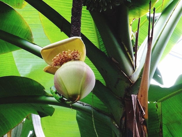 Primer plano de la planta