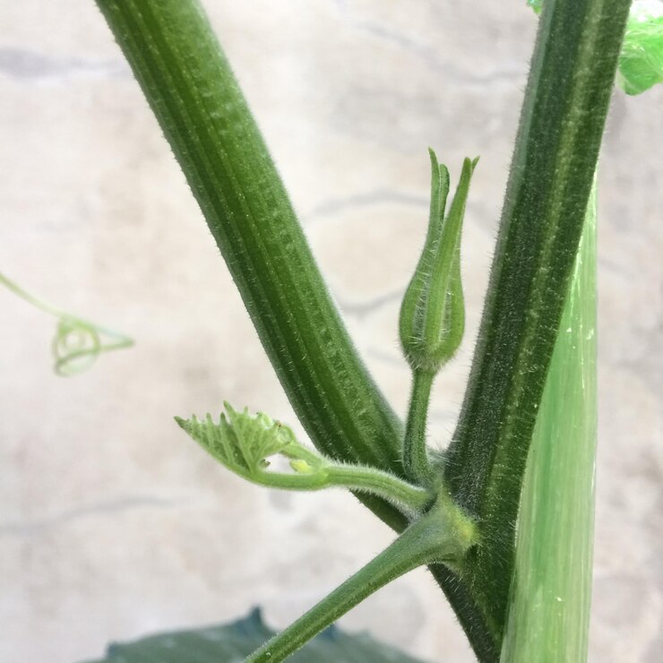 Foto primer plano de la planta
