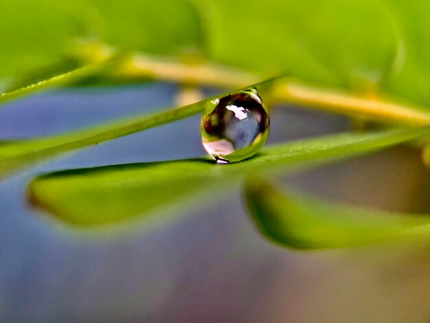 Foto primer plano de la planta