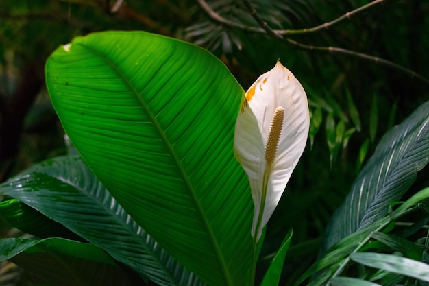 Foto primer plano de la planta